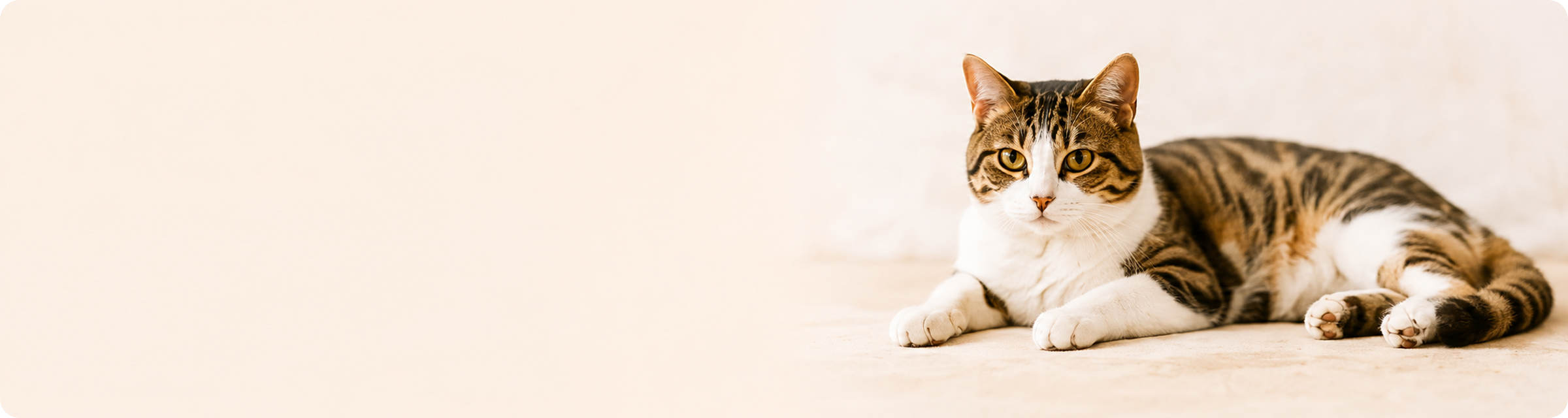 のんびりくつろぐ猫